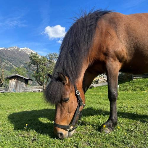 Reiten